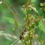 long horn moth (nemophora degeerella)